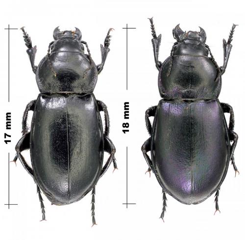 Réf. 126 122 : Zabrus aurichalceus punctipennis