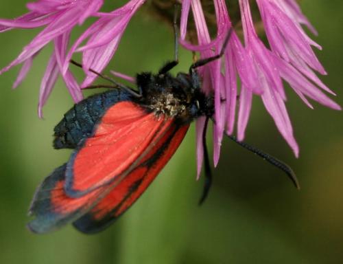 Zygaena sp.