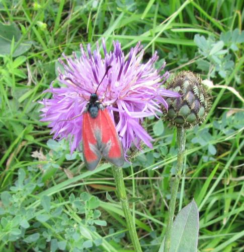 Zygaena erythrus