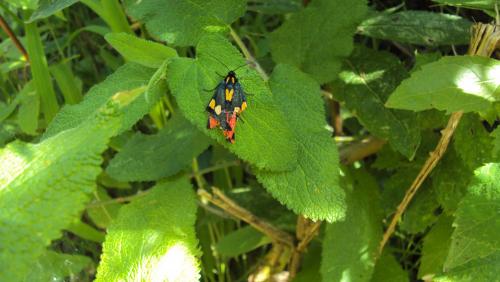 Callimorpha dominula