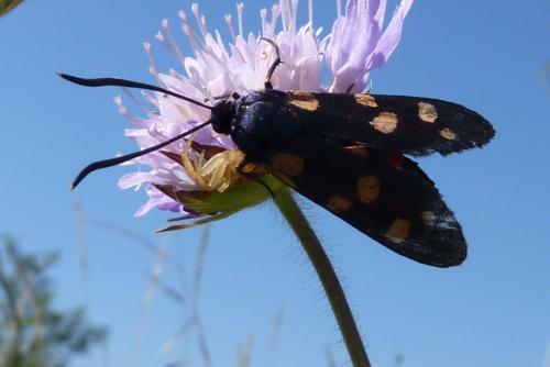 Zygaena ephialtes