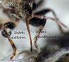 Heterogaster urticae