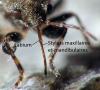 Heterogaster urticae