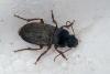 Pseudoophonus rufipes