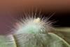 Calliteara pudibunda