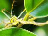 126505 – Photo : Ben976 – Mayotte