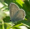 126996 – Photo : Picq Christophe – France (86)
