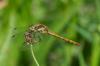 126878 – Photo : Didier Houbrechts – Belgique