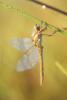 Orthetrum brunneum