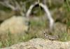 126059 – Photo : David Sannier – France (20)