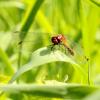 126548 – Photo : Mathurin CARNET – France (53)