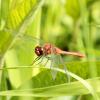 Sympetrum sanguineum