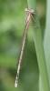 Platycnemis pennipes