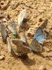 126079 – Photo : Limenitis78 – France (77)