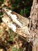 126080 – Photo : Limenitis78 – France (77)