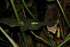 126473 – Photo : Duborget Robin – Guadeloupe