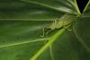 126471 – Photo : Duborget Robin – Guadeloupe