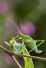 126396 – Photo : Patrick Nourdin – France (22)