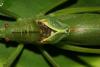 126472 – Photo : Duborget Robin – Guadeloupe