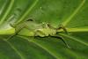 126470 – Photo : Duborget Robin – Guadeloupe