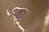 126499 – Photo : Dominique THAUVIN – France (34)