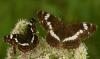 126461 – Photo : Pascal Vigneron – France (52)