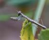 126671 – Photo : patrick derennes – France (26)