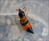 126460 – Photo : Andgelo Mombert – France (25)