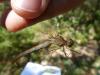 Sympetrum meridionale