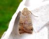 126637 – Photo : Giban Martine – France (36)