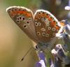 126956 – Photo : Amaury de la Pinsonnais – France (44)
