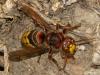 126791 – Photo : Amaury de la Pinsonnais – France (44)