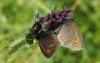126830 – Photo : Yoann Pelouard – France (74)