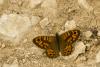 126750 – Photo : Michel Renou – France (04)