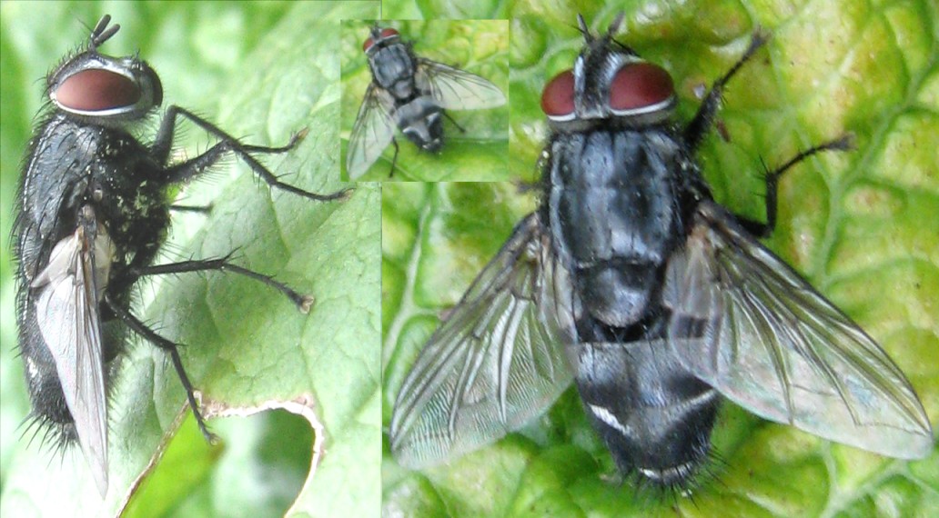 ADELSKI Adrien - Sturmia bella - réf. 126306 (1032 x 570 pixels, 157 ko)