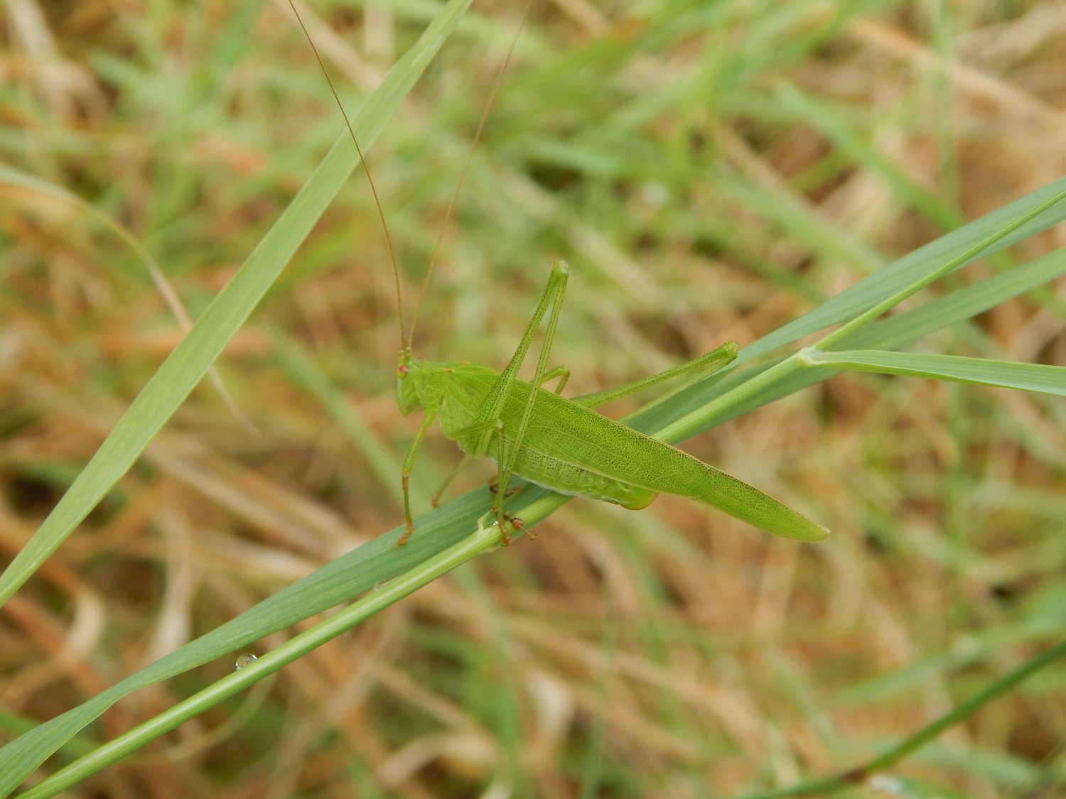 Benjamin Fougère - Phaneroptera falcata - réf. 126253 (1500 x 1125 pixels, 164 ko)