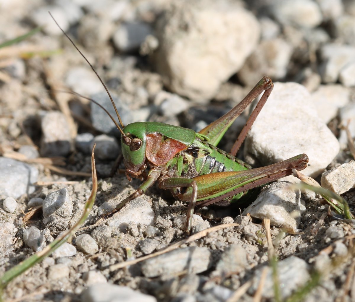 Renko Usami - Decticus verrucivorus verrucivorus - réf. 126434 (1200 x 1022 pixels, 208 ko)