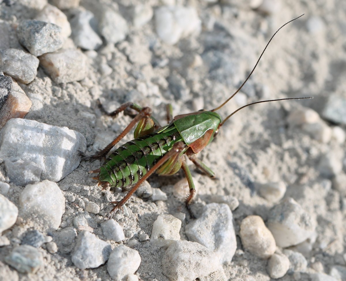 Renko Usami - Decticus verrucivorus verrucivorus - réf. 126436 (1200 x 974 pixels, 195 ko)