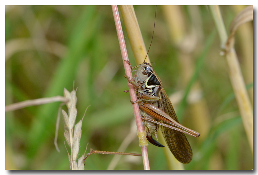 DUBOIS Yves - Roeseliana roeselii - réf. 126581 (834 x 567 pixels, 115 ko)