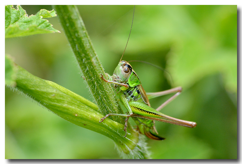 DUBOIS Yves - Roeseliana roeselii - réf. 126583 (834 x 567 pixels, 142 ko)