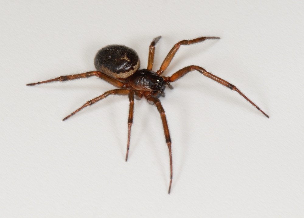 Jephta - Steatoda nobilis - réf. 126305 (999 x 715 pixels, 197 ko)