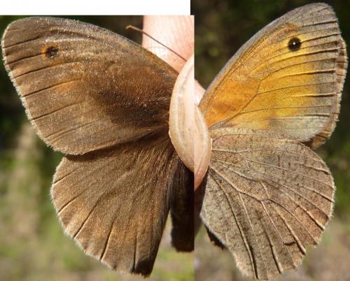 Maniola jurtina