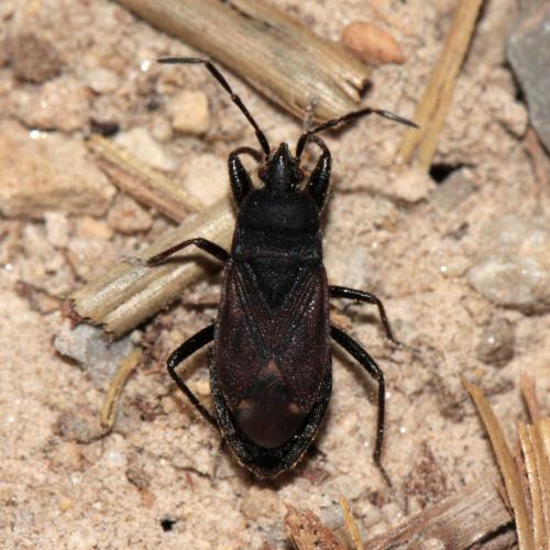 Eremocoris plebejus