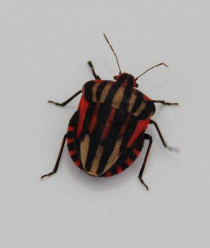 Graphosoma italicum