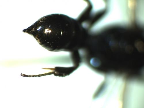 Réf. 127 841 : Crossocerus sp.