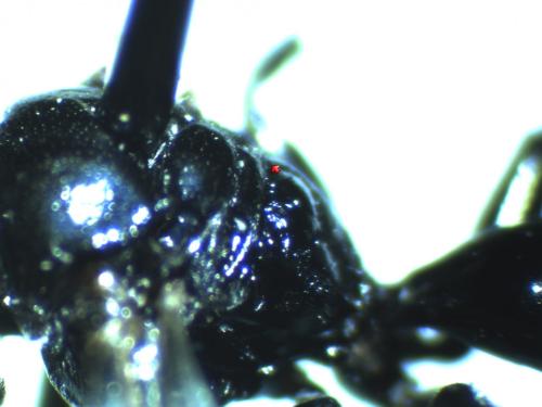 Réf. 127 843 : Crossocerus sp.
