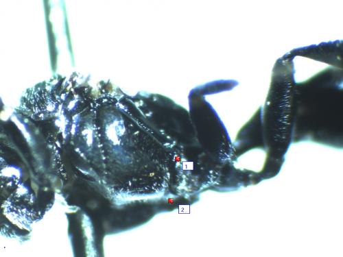 Réf. 127 842 : Crossocerus sp.