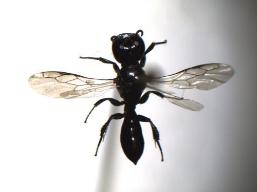 Réf. 127 628 : Crossocerus sp.