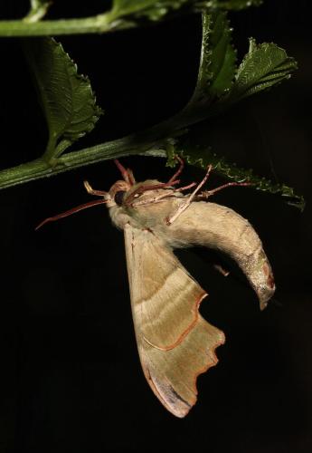 Mimas tiliae