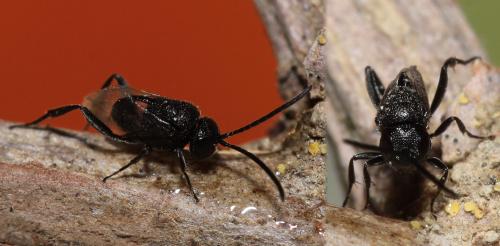 Brachygaster minutus